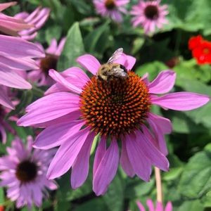 Reduce, Reuse, Recycle & Posh ♻️ 🌎